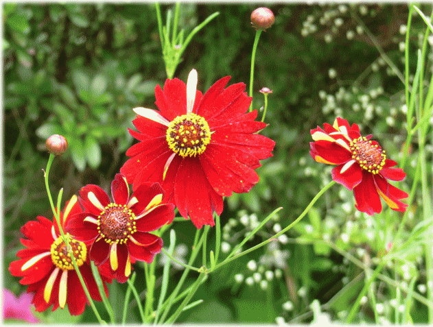 ハルシャギク(波斯菊　はるしゃぎく）の色変わり？　赤い花